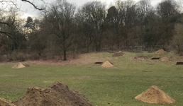 Wiese in der Hasenheide, Bäume im Hintergrund