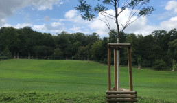 Straße (Kopfsteinpflaster) mit geparkten Autos, einer radfahrenden Person und Bäumen