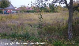 Zugewachsene Wiese mit Häusern im Hintergrund